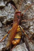 Tremex fuscicornis